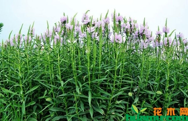 假龙头花花语是什么? 假龙头花花语是什么?