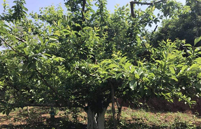 大红袍李子大棚管理技术 大红袍李子大棚管理技术