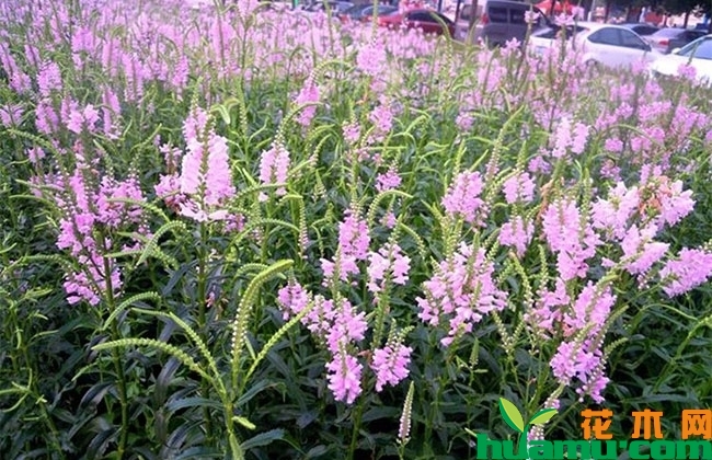 假龙头花花语是什么? 假龙头花花语是什么?
