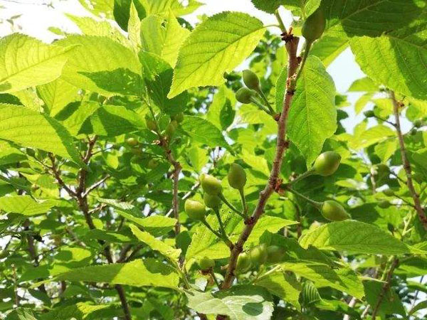樱桃树果期水肥管理技术