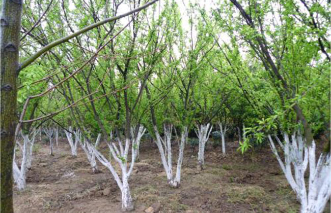 大红袍李子树种植密度 大红袍李子树种植密度