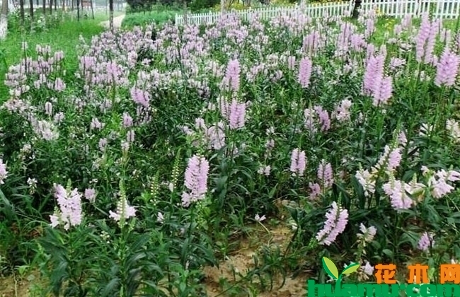 假龙头花有毒么? 假龙头花有毒么?