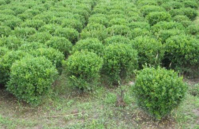 冬青球怎么种植栽培? 冬青球怎么种植栽培?
