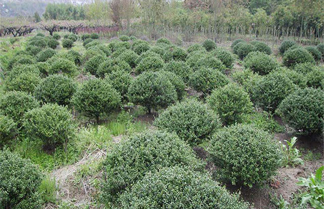 冬青球怎么种植栽培? 冬青球怎么种植栽培?