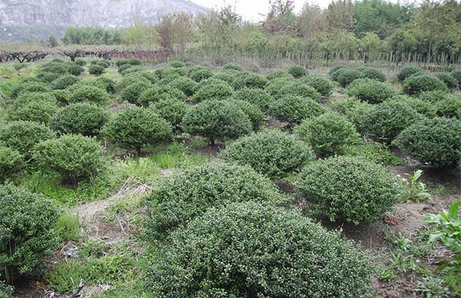 冬青球怎么种植栽培? 冬青球怎么种植栽培?