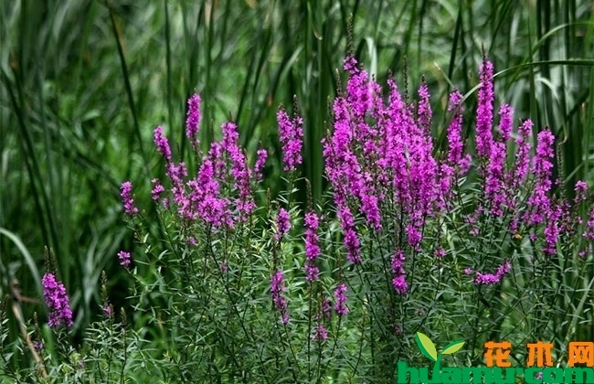 千屈菜的花语什么?