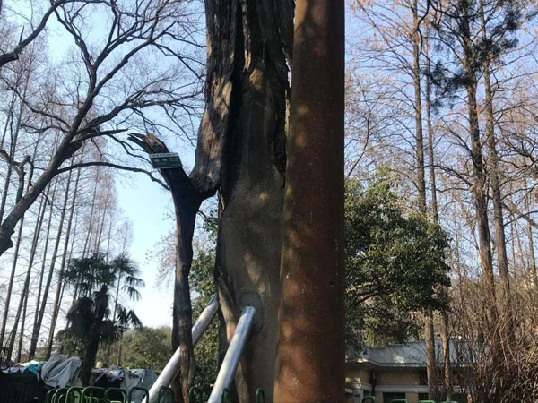 苗木支撑