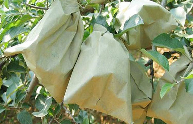 大红袍李子用套袋吗?
