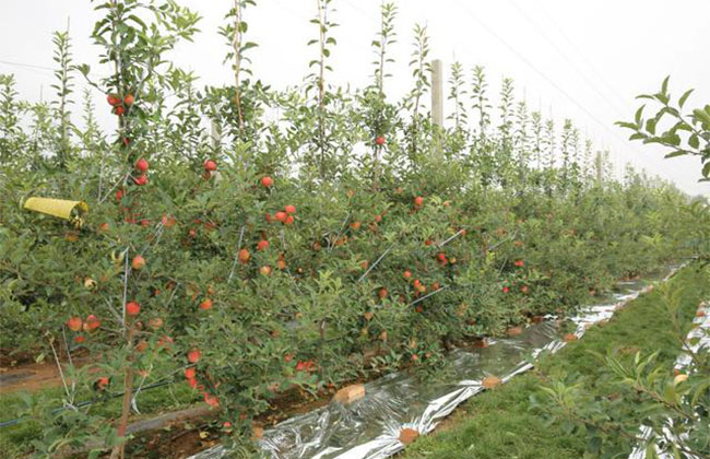 苹果树先密植再移栽可以吗?苹果树密植技术 苹果树先密植再移栽可以吗?苹果树密植技术