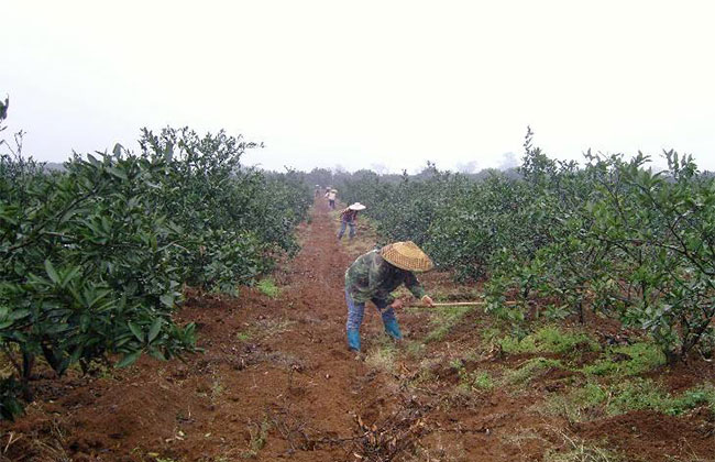 果树树形怎么选择?具体方法有哪些? 果树树形怎么选择?具体方法有哪些?