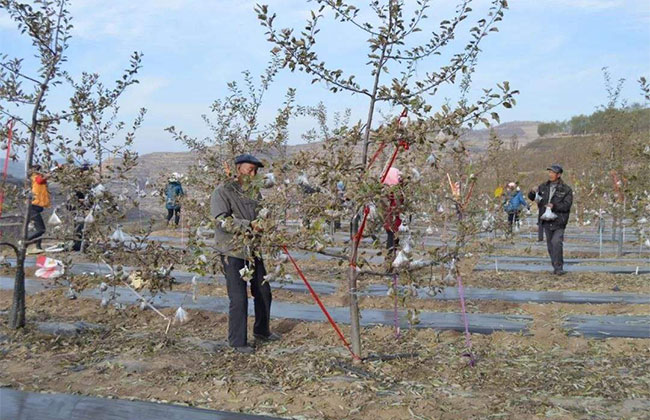 果树树形怎么选择?具体方法有哪些? 果树树形怎么选择?具体方法有哪些?