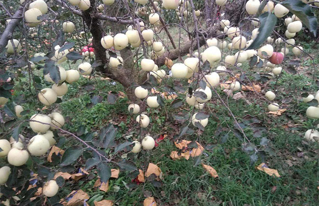 果树树形怎么选择?具体方法有哪些? 果树树形怎么选择?具体方法有哪些?