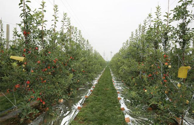 果树树形怎么选择?具体方法有哪些? 果树树形怎么选择?具体方法有哪些?