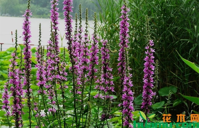 千屈菜图片 千屈菜图片