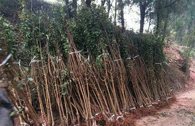 李子树苗哪里有? 李子树苗哪里有?