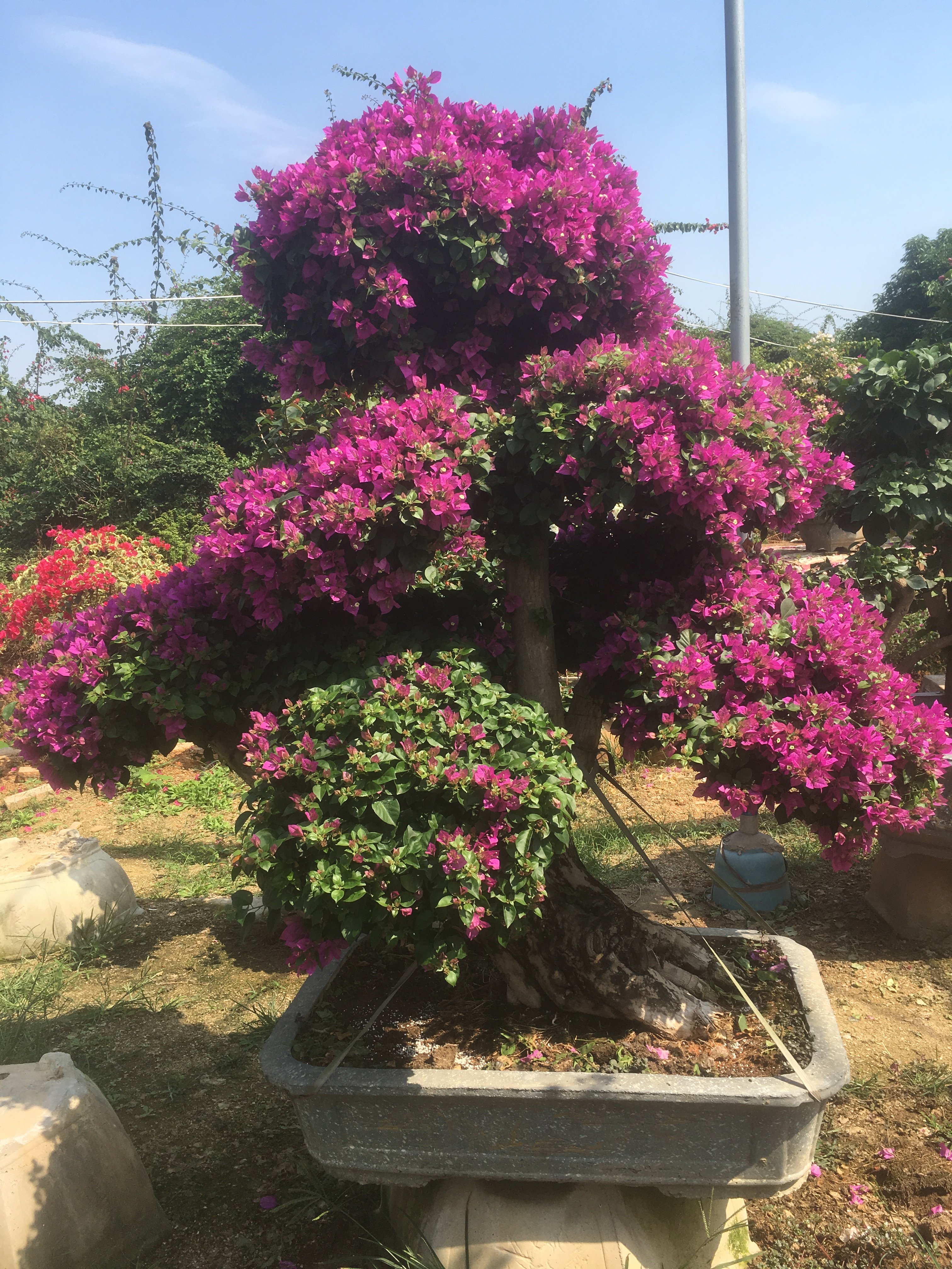 三角梅病虫防治方法.jpg