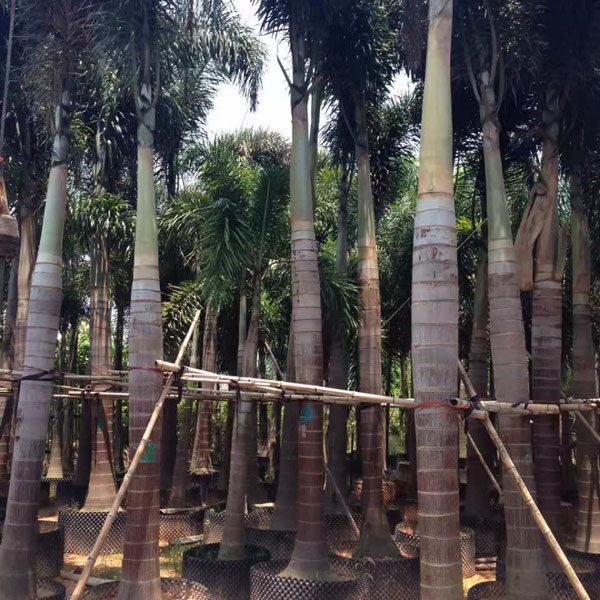 狐尾椰子树好养吗？