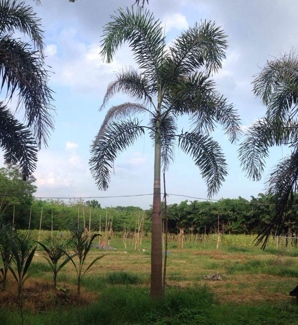 狐尾椰子大树移植方法