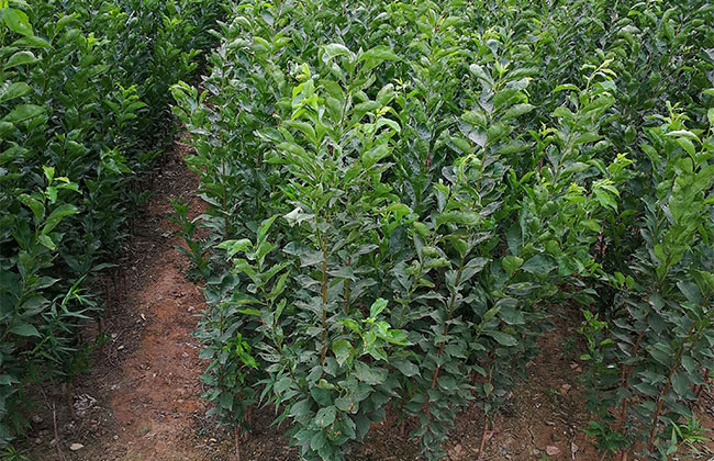 李子树什么时间开花? 李子树什么时间开花?