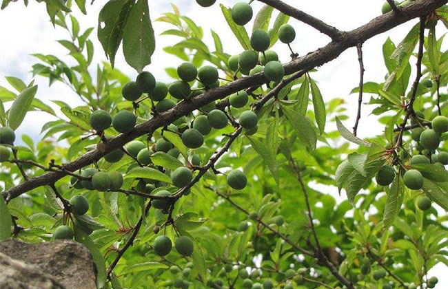 李子树什么时间开花? 李子树什么时间开花?