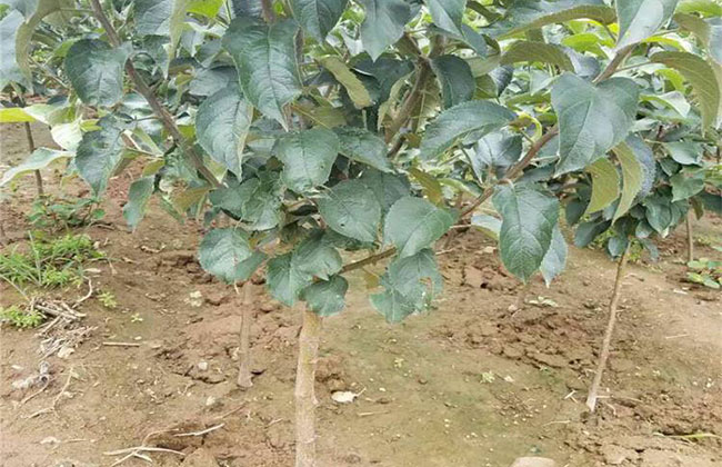 李子苗什么时候种植? 李子苗什么时候种植?
