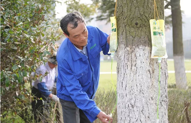 病虫害