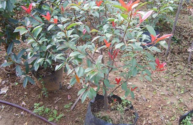 果实类药用植物施肥有什么不一样吗？