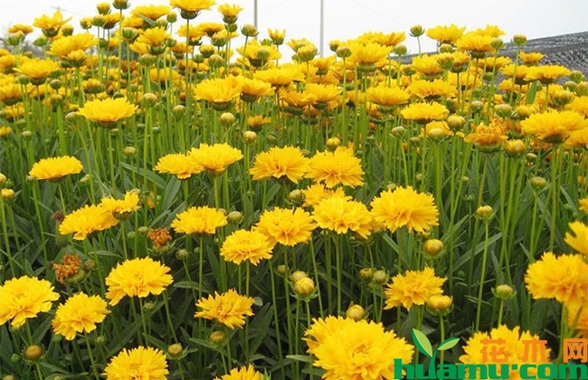 大花金鸡菊 大花金鸡菊