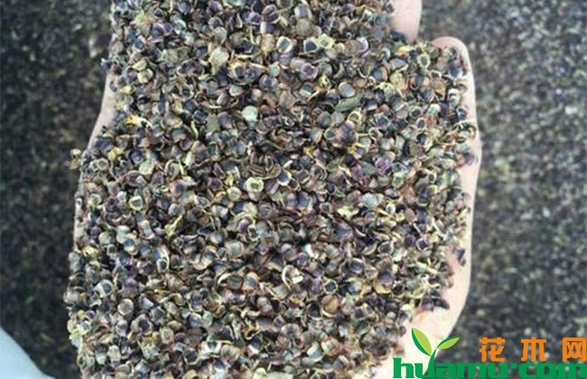 大花金鸡菊 大花金鸡菊