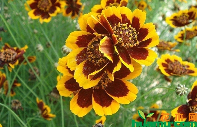 金鸡菊 金鸡菊
