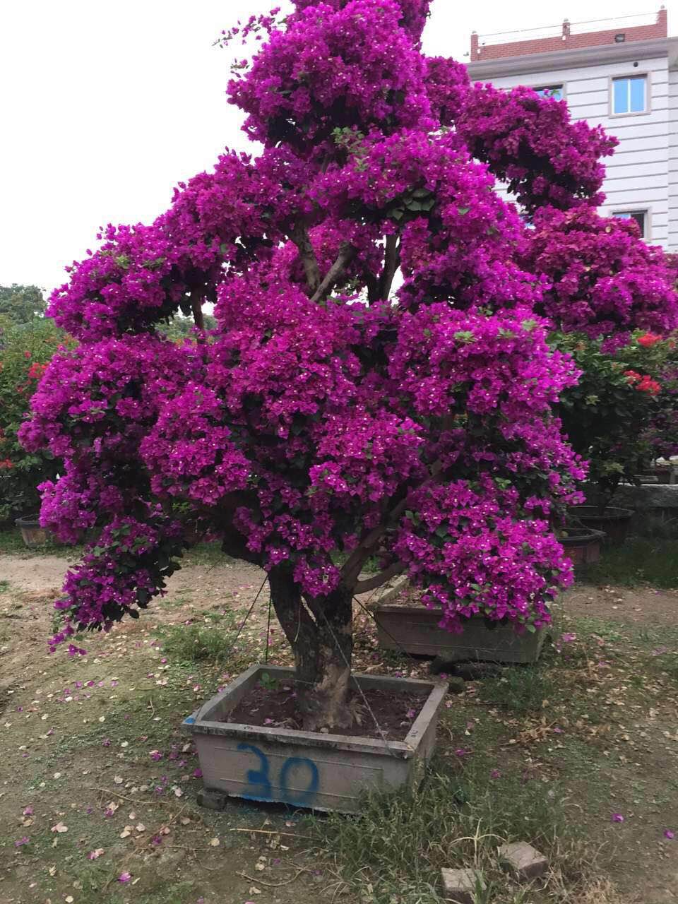 三角梅多开花栽培技术
