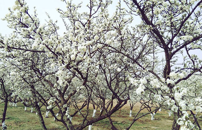 李子树开花期能打药吗?