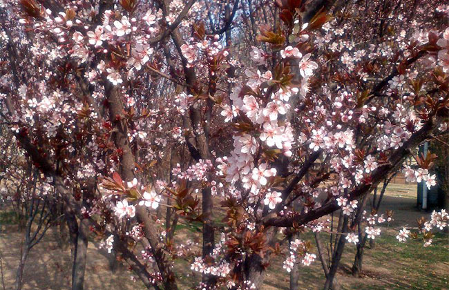 李子树开花期能打药吗? 李子树开花期能打药吗?