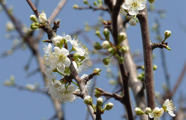 李子树开花期能打药吗? 李子树开花期能打药吗?