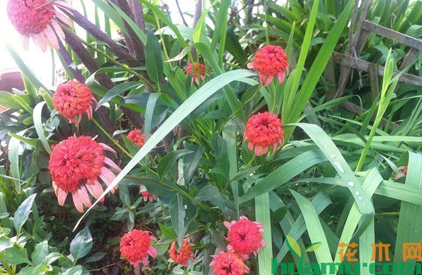 重瓣松果菊