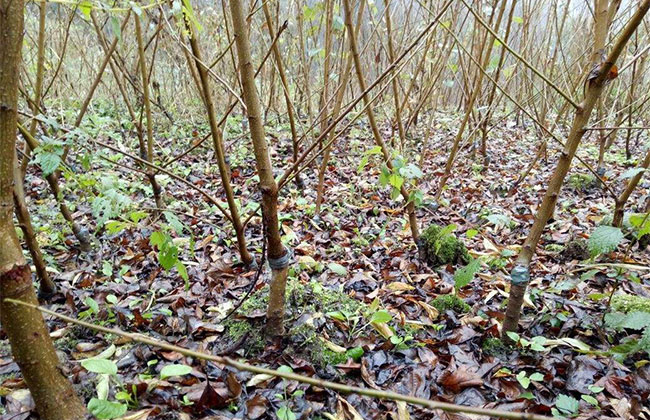 李子种植技术 李子种植技术