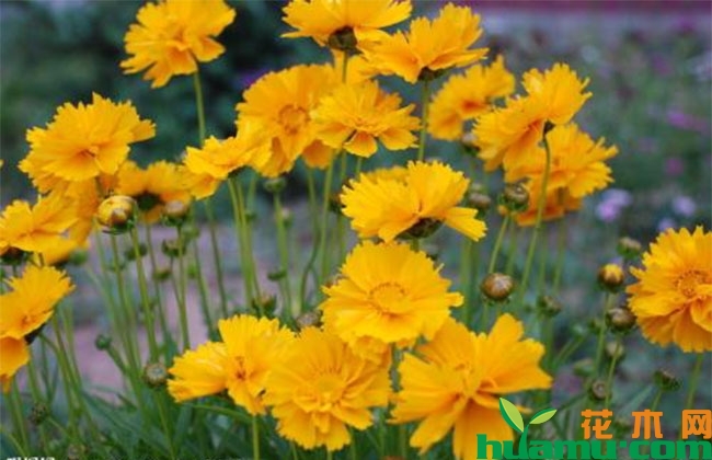 大花金鸡菊 大花金鸡菊