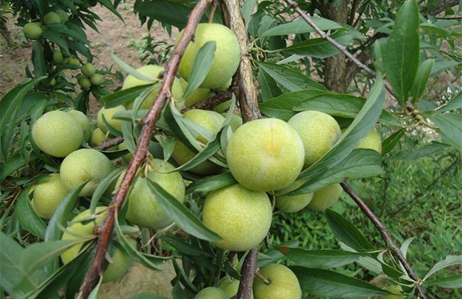 李子树种植方法 李子树种植方法