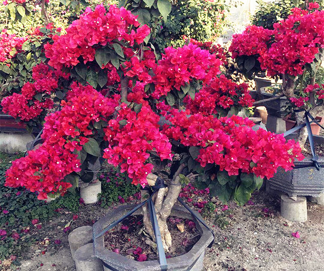 同安红三角梅花期 同安红三角梅花期