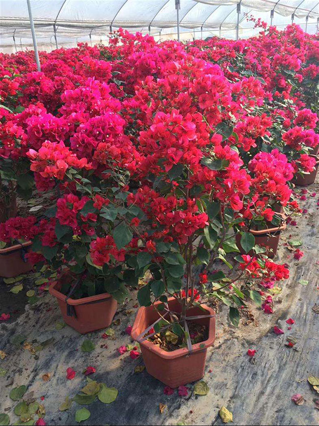 三角梅同安红是勤花吗? 三角梅同安红是勤花吗?