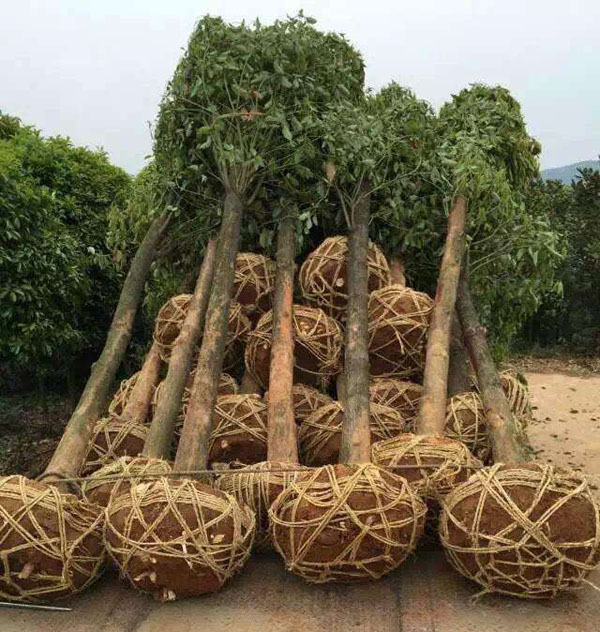 移栽运输