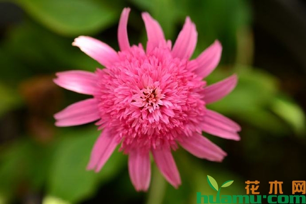 重瓣松果菊