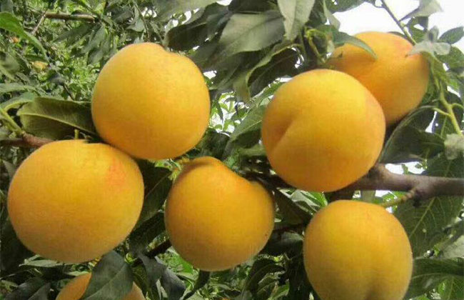 黄桃高产栽植技术