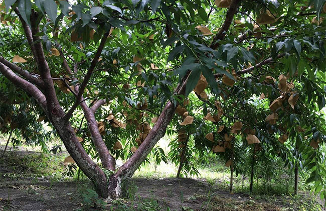 黄桃高产栽植技术 黄桃高产栽植技术