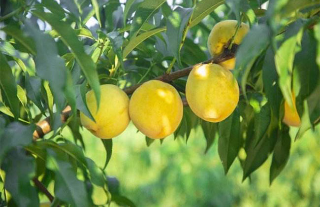黄桃高产栽植技术 黄桃高产栽植技术