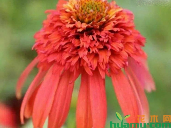 重瓣松果菊