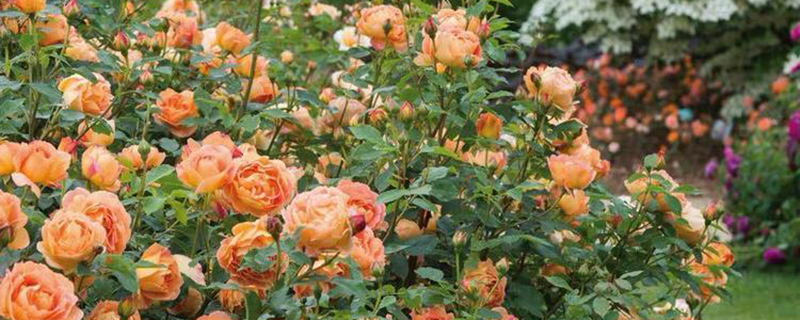 地栽橙色月季花