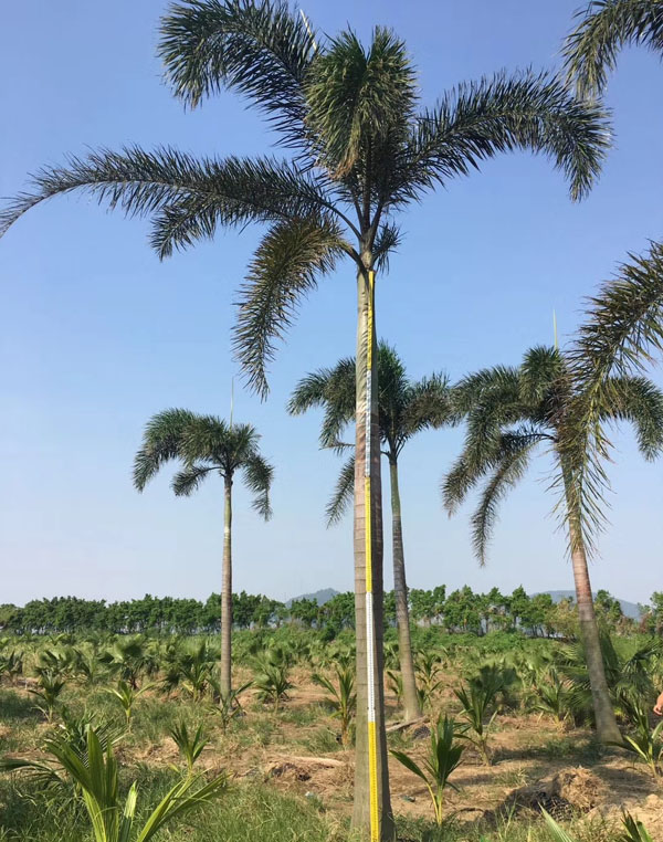 狐尾椰子基地实拍