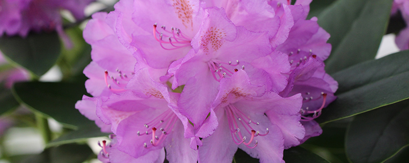 黄山市花是什么花