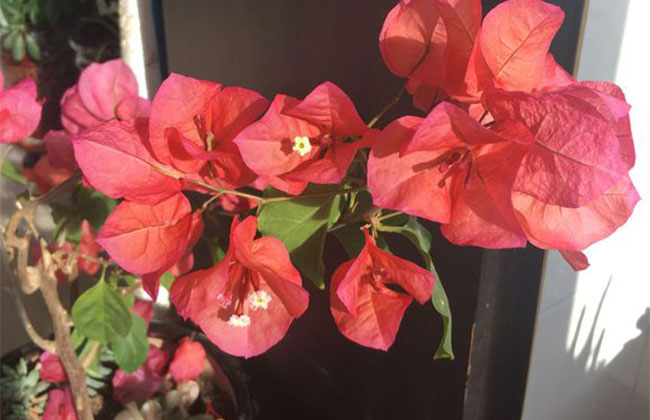 三角梅不发芽怎么办?